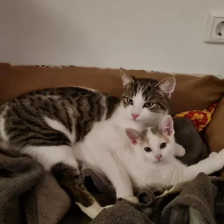 شقة Holzergut Sankt Andrä im Lungau